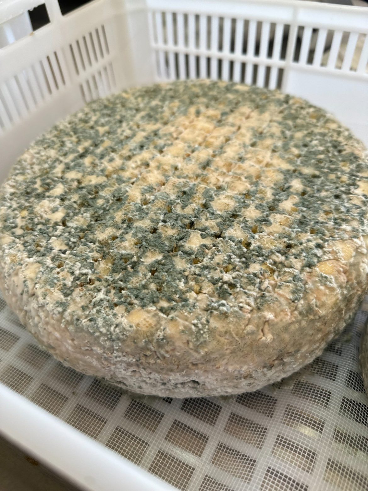 de-minas-para-a-franca:-queijo-azul-e-premiado-em-concurso-mundial