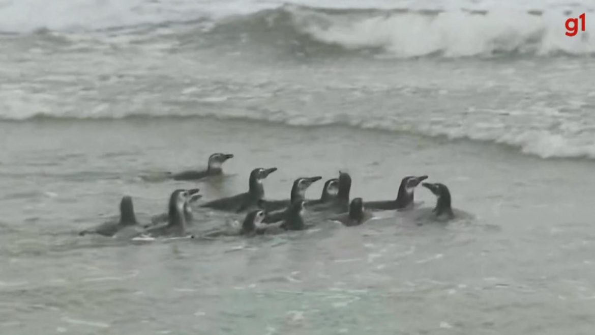 video:-grupo-com-13-pinguins-e-devolvido-para-a-natureza-apos-reabilitacao-no-parana