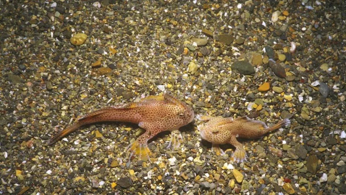 descoberta-extraordinaria:-peixe-com-‘maos’-reaparece-na-tasmania;-veja descoberta-extraordinaria:-peixe-com-‘maos’-reaparece-na-tasmania;-veja