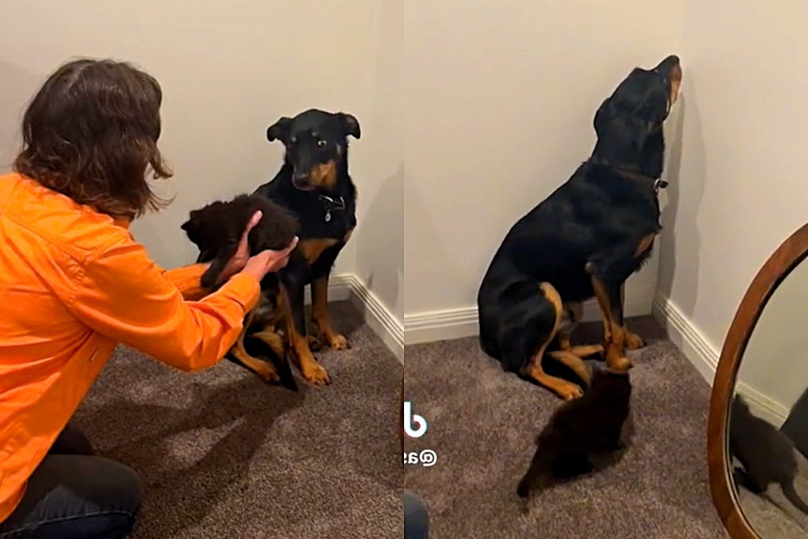 drama-animal:-cachorra-ignora-gatinho-que-foi-adotado-e-reacao-viraliza-no-tiktok