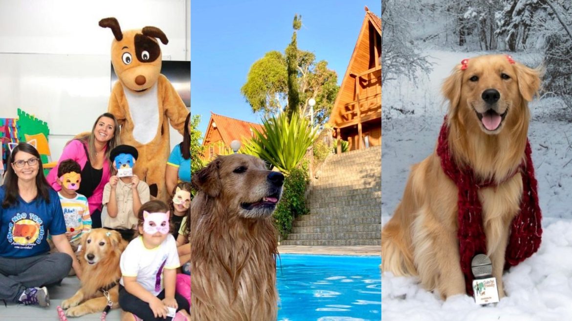 terapeuta,-‘mochileira’-e-jornalista:-conheca-maria-flor,-cadela-premiada-por-vereadores-em-mg