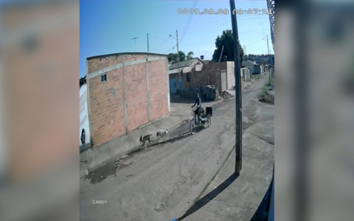 video-mostra-pit-bulls-soltos-em-rua-momentos-antes-de-atacar-moradora-em-goias