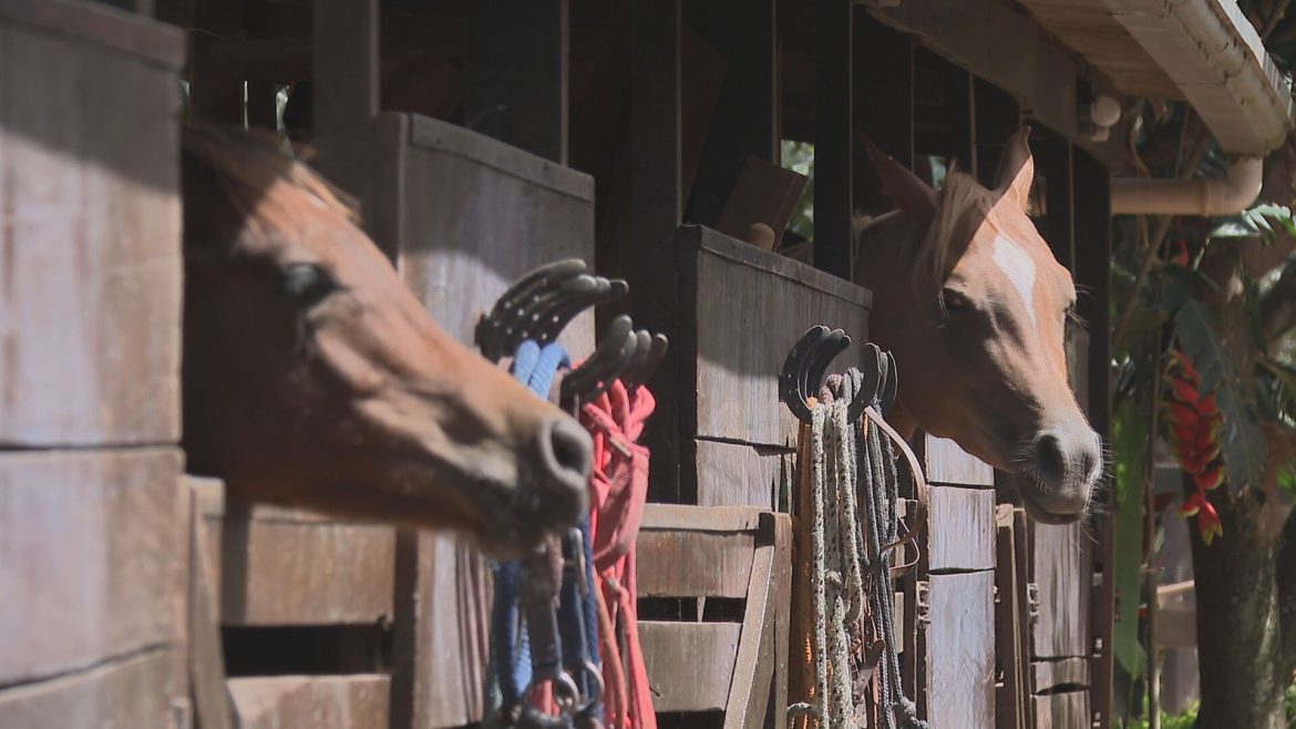 professora-de-equitacao-e-indiciada-por-estupro-de-aluna-de-13-anos