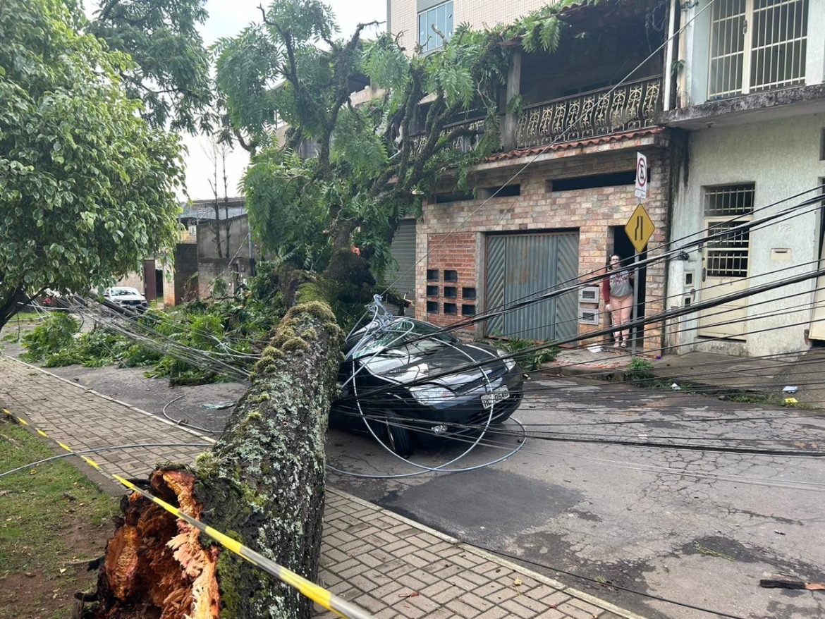 ‘se-minha-filha-tivesse-comigo,-teria-acertado-ela-em-cheio’,-diz-mulher-sobre-arvore-que-destruiu-carro-durante-temporal-em-juiz-de-fora