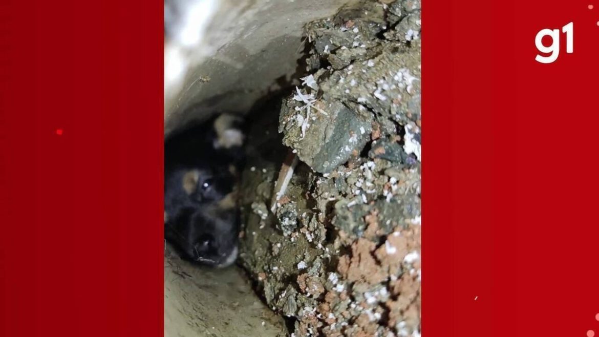 video:-cachorrinho-e-salvo-depois-de-ficar-6h-preso-em-tubulacao-de-esgoto-em-juiz-de-fora