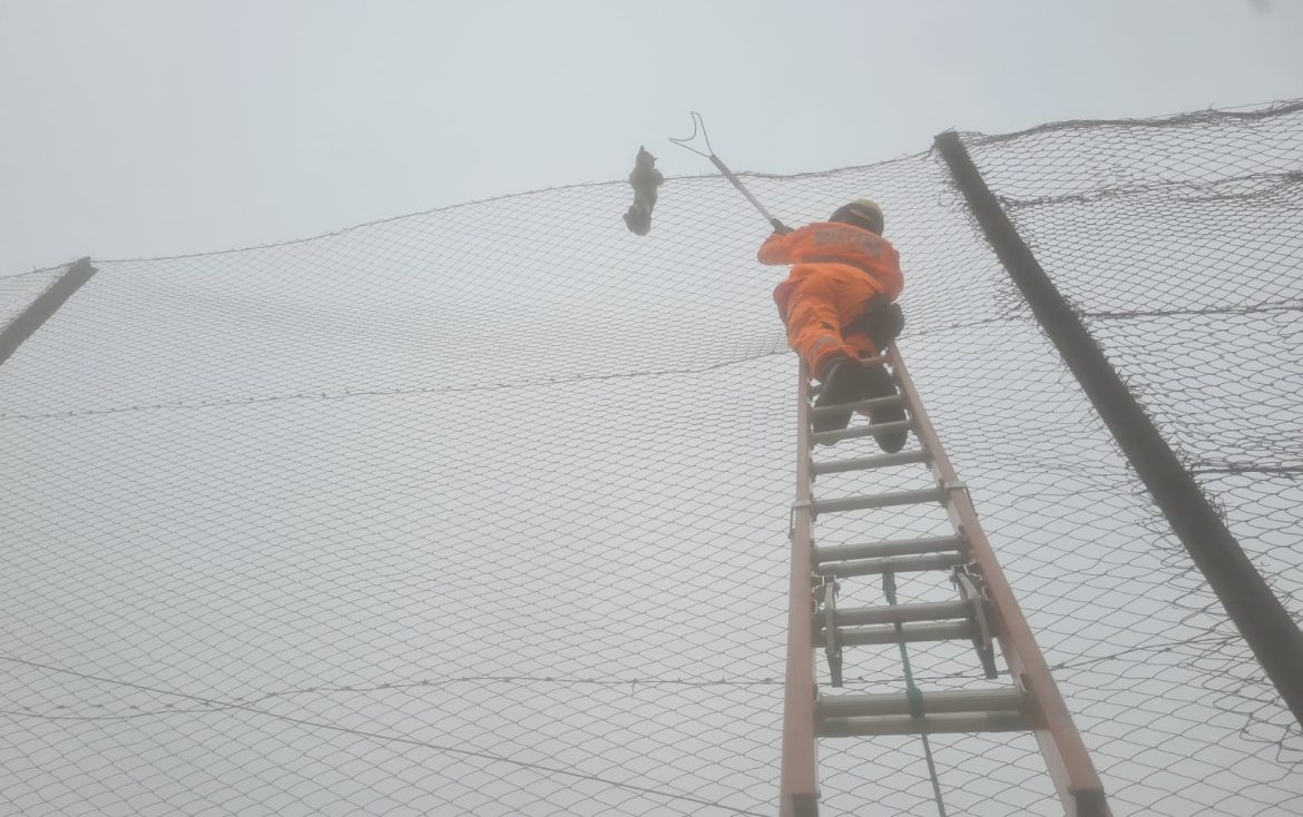 gato-sobe-alambrado-de-8-metros-e-e-socorrido-por-bombeiros-em-barbacena