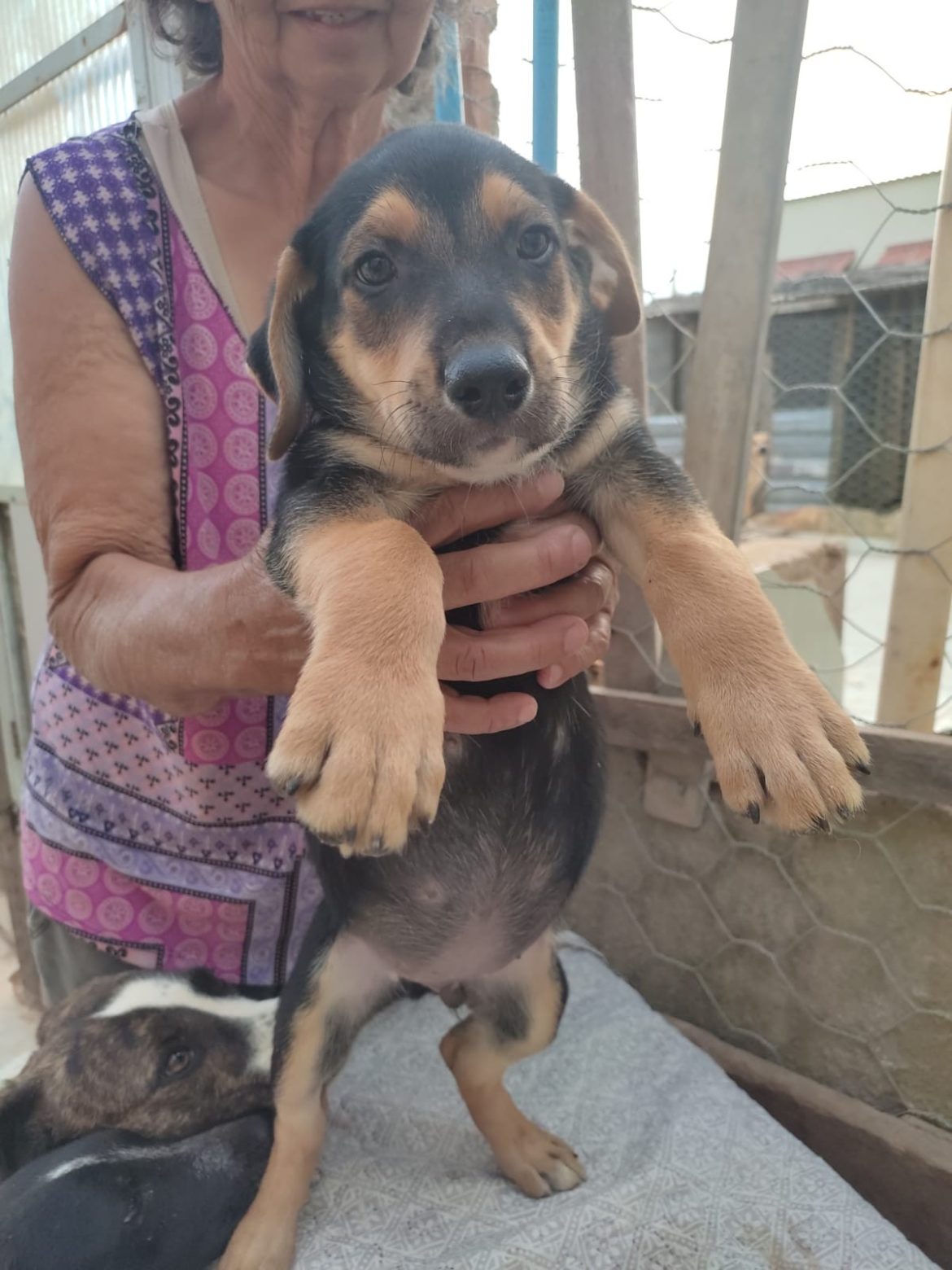 dez-dos-mais-de-30-caes-de-idosa-que-descobriu-cancer-foram-adotados-em-mg