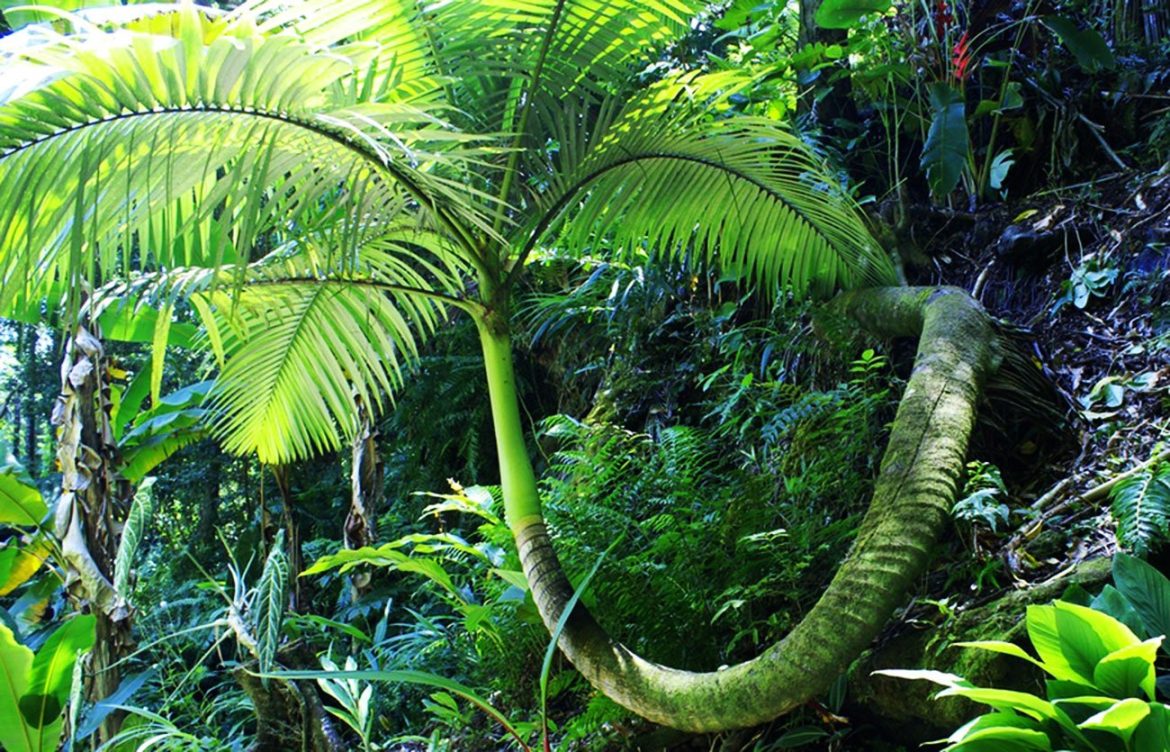 assistir-a-documentarios-que-retratam-a-natureza-eleva-o-bem-estar,-de-acordo-com-estudo