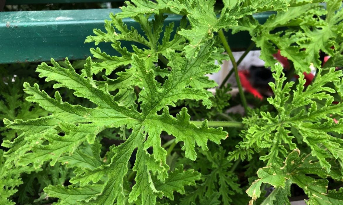 coloque-esta-planta-na-sua-casa-e-diga-adeus-as-baratas-de-forma-natural-e-perfumada