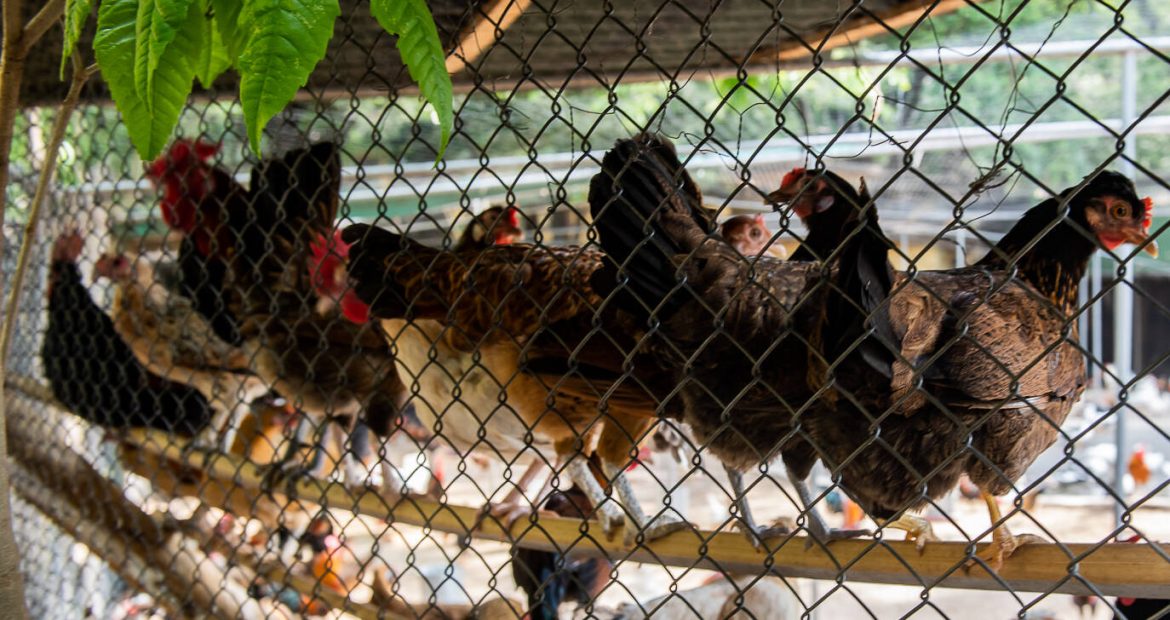 governo-confirma-mais-dois-casos-de-gripe-aviaria-em-animais;-total-sobe-para-137