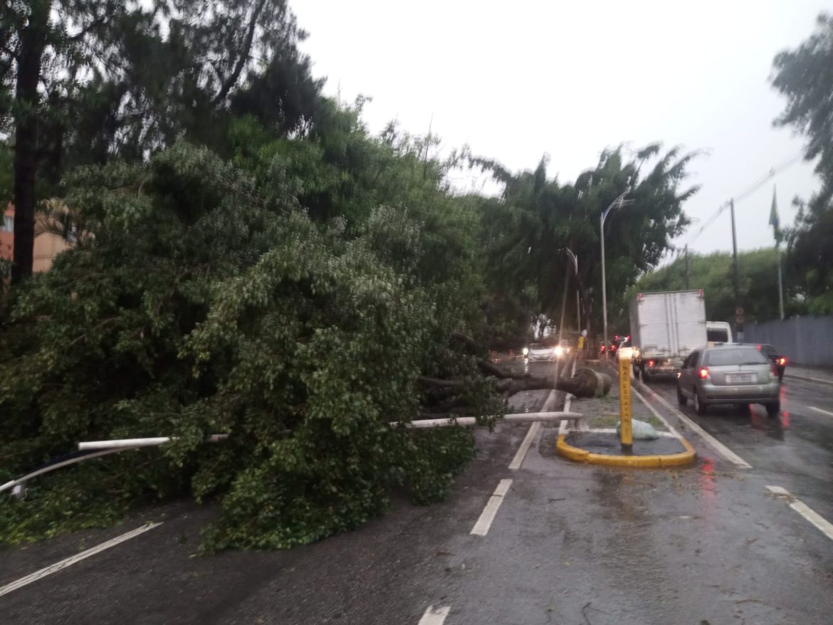 quedas-de-arvores-afetam-circulacao-de-onibus-entre-taboao-da-serra-e-outras-cidades