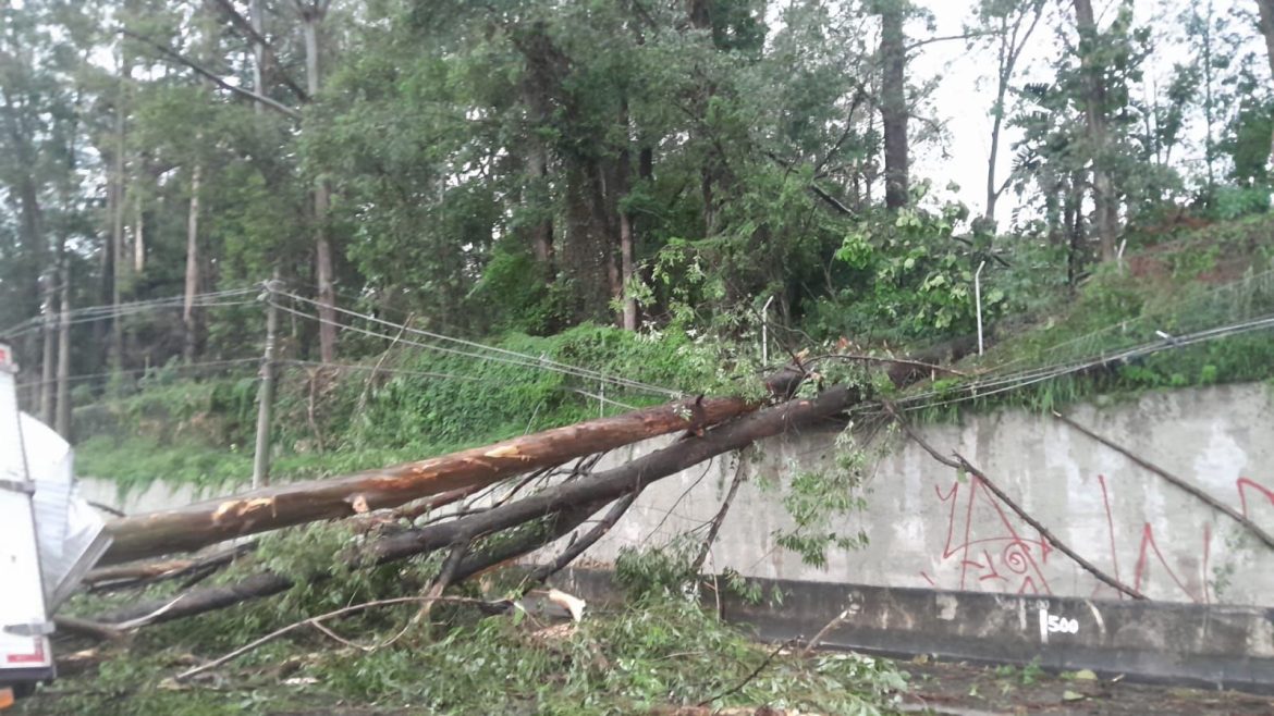 queda-de-arvore-bloqueia-rodovia-anchieta-em-sp