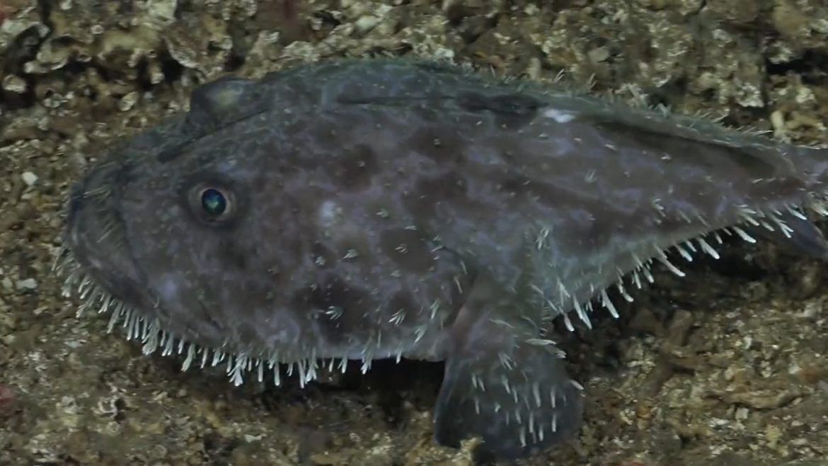 pesquisadores-flagram-‘demonio-do-mar’-no-fundo-do-oceano