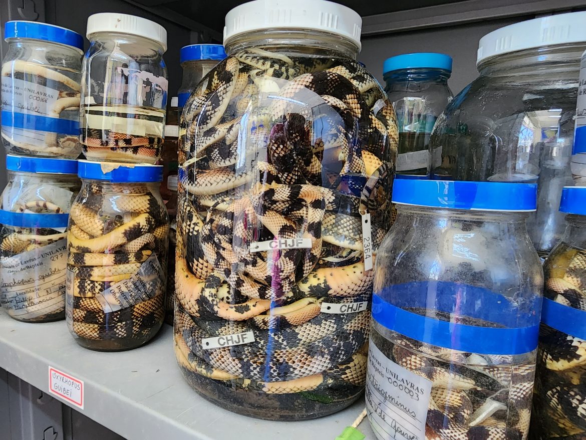 encomenda-‘incomum’-com-200-repteis-chega-a-ufjf-para-estudos;-veja-fotos