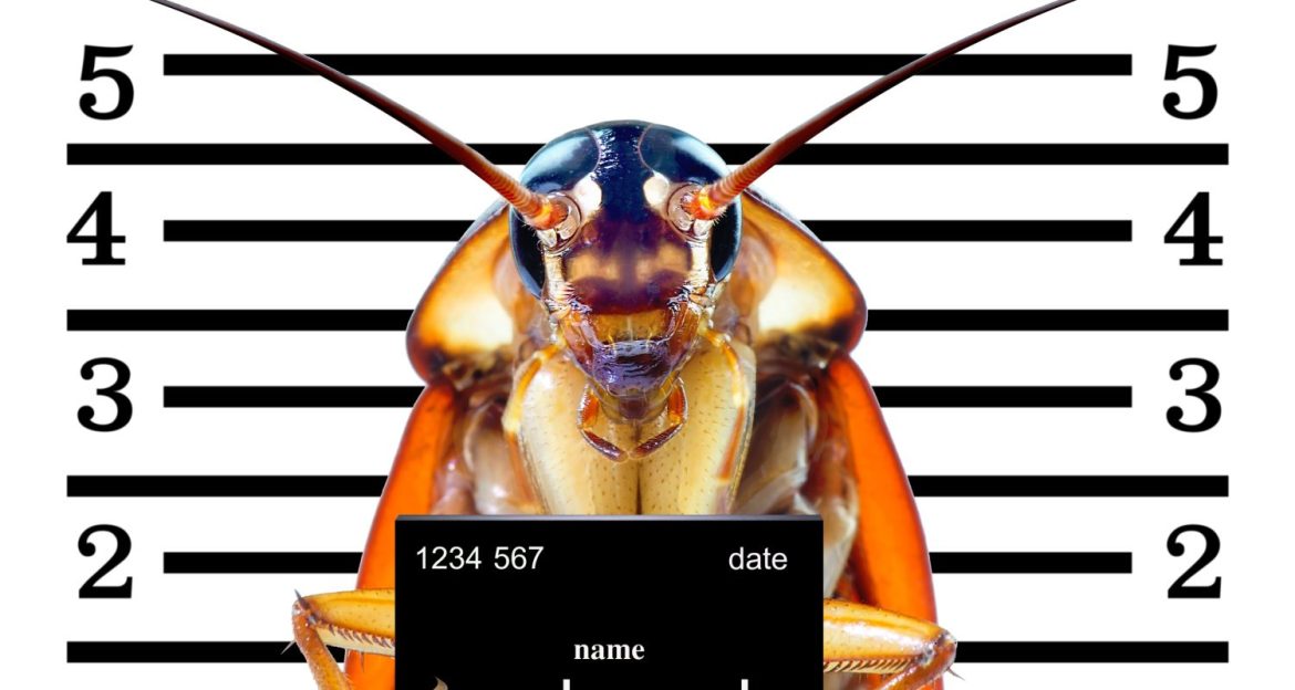 acabe-com-as-baratas-sem-quimicos