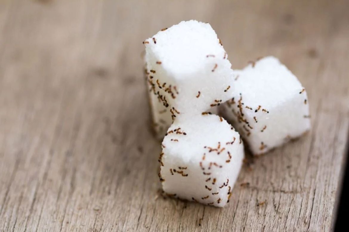 formiguinhas-de-cozinha:-comi-sem-querer-e-agora?