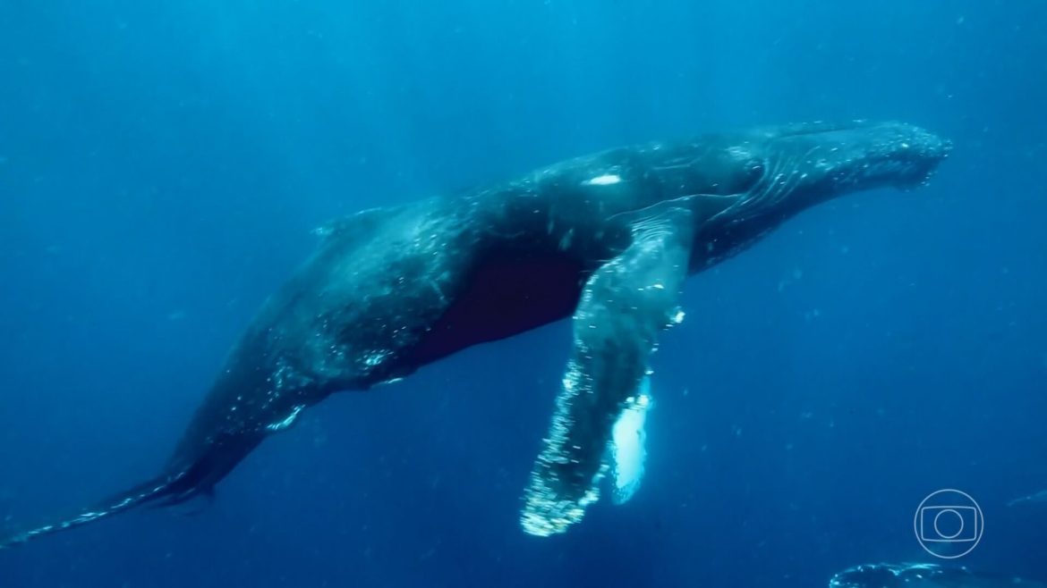 como-a-vida-marinha-em-equilibrio-tem-sido-fonte-de-renda-e-gerado-milhoes-de-empregos