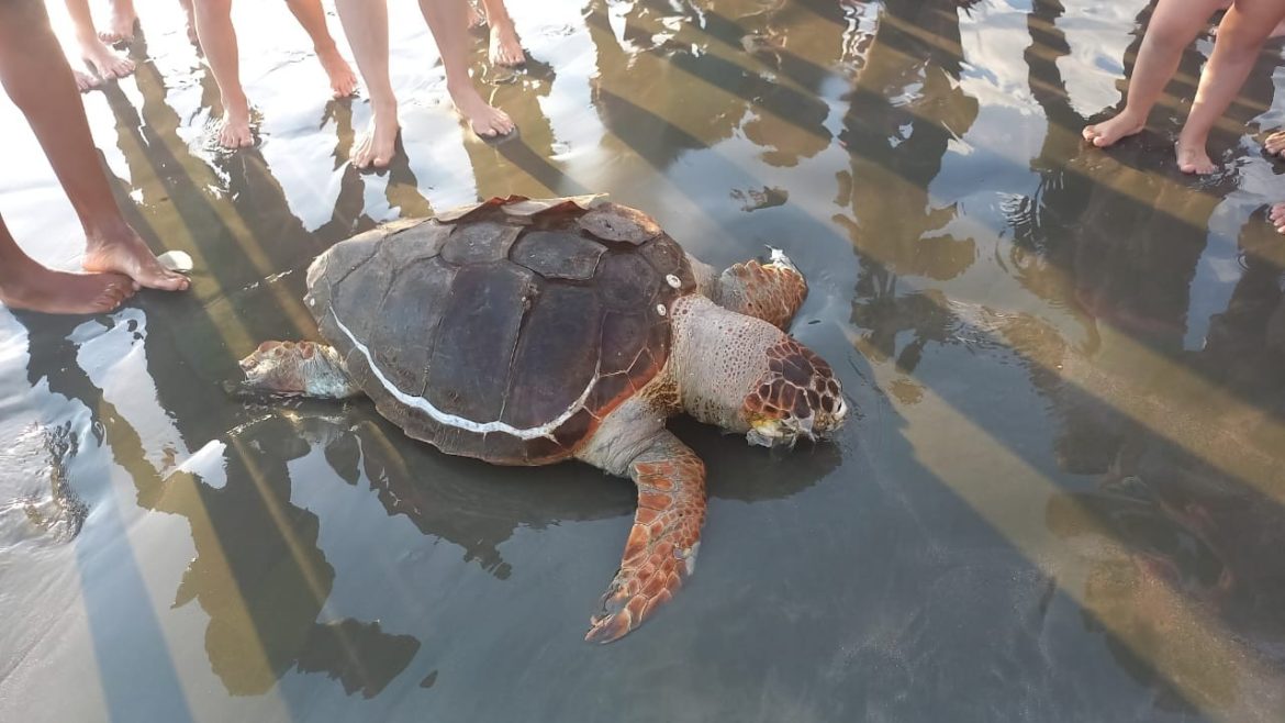 tartaruga-cabecuda-e-encontrada-morta-em-praia-de-caraguatatuba,-sp