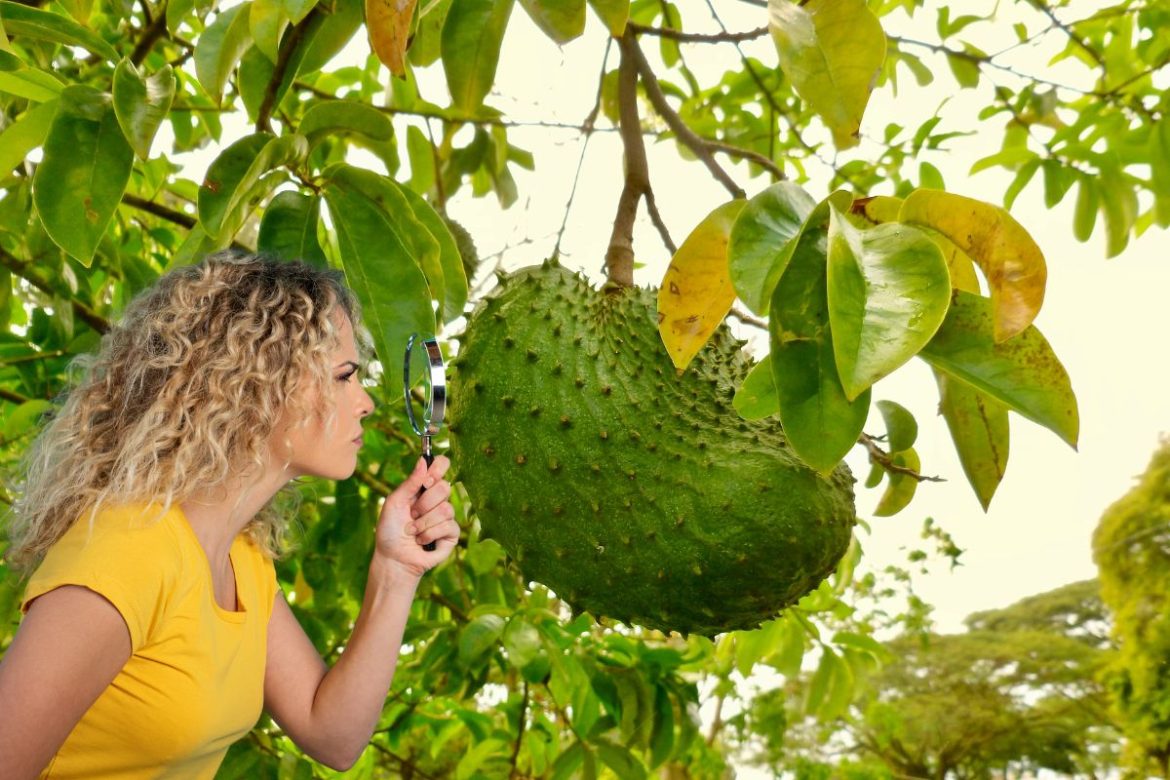 como-saber-se-a-graviola-esta-madura?-chega-de-tirar-fruta-verde-do-pe