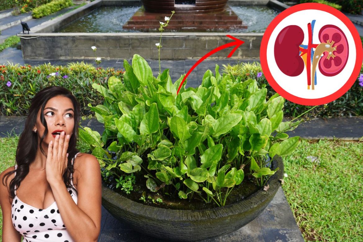 cha-de-chapeu-de-couro-para-os-rins:-conheca-os-beneficios-da-bebida