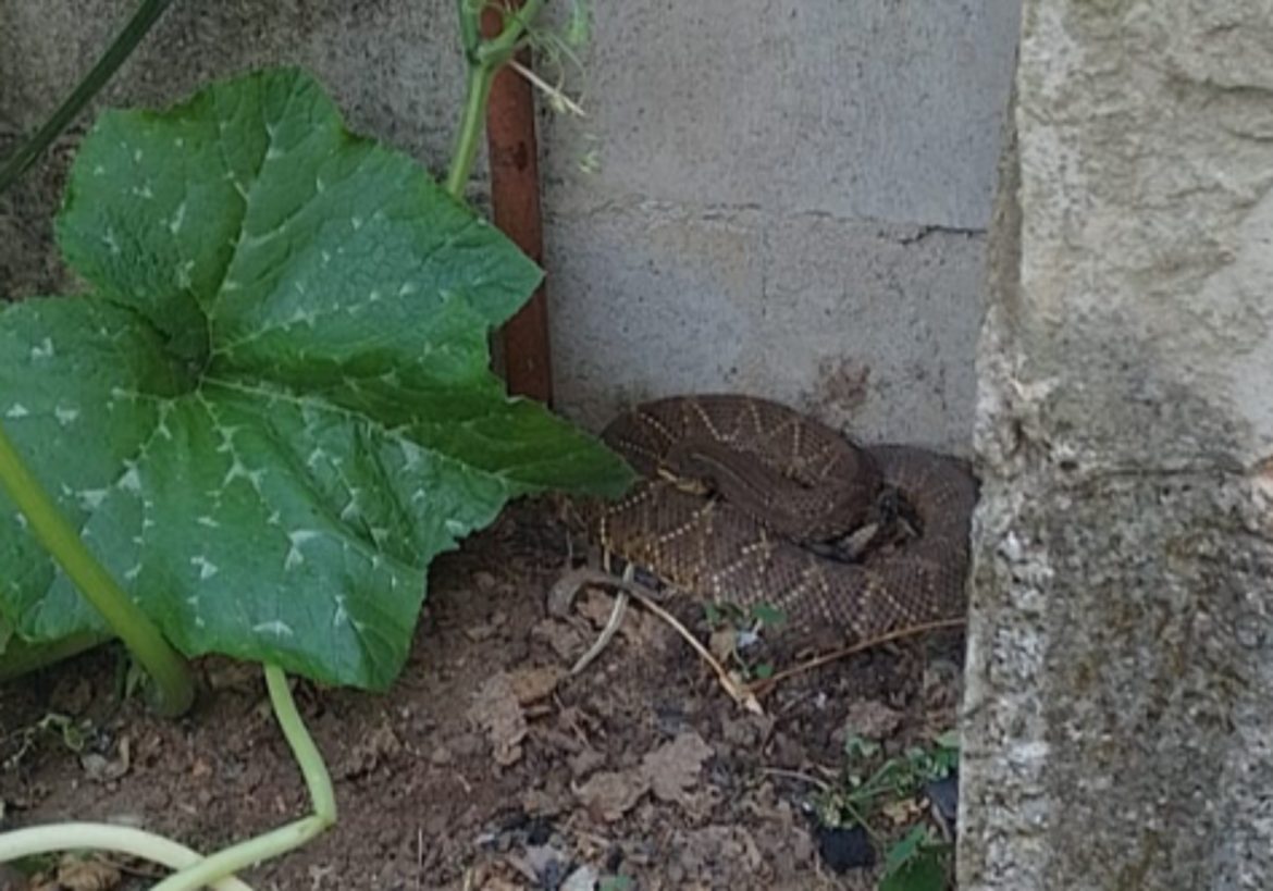 cascavel-aparece-em-quintal-de-casa-e-assusta-moradores-em-juiz-de-fora