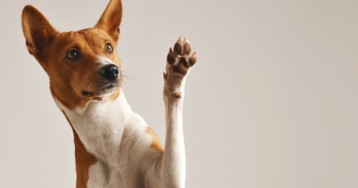 saiba-quantas-palavras-seu-cachorro-entende,-segundo-a-ciencia