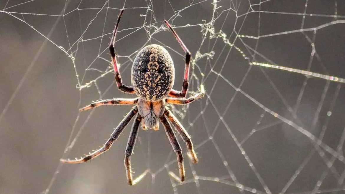 especialistas-desenvolvem-carro-produzido-com-teia-de-aranha;-veja