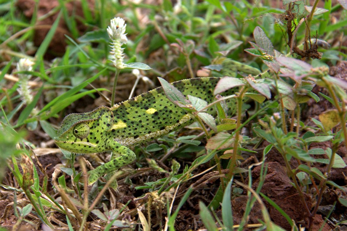 mestres-da-camuflagem:-5-animais-que-se-escondem-como-ninguem