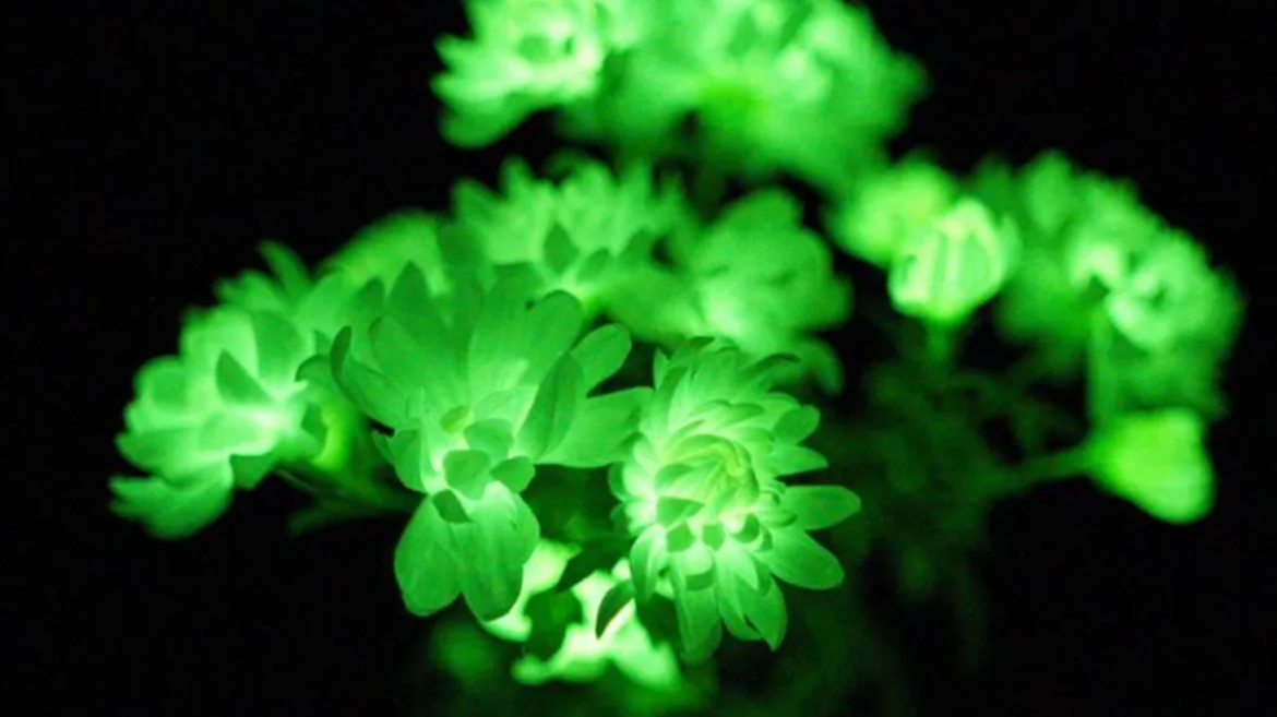 plantas-que-brilham-no-escuro-comecam-a-ser-vendidas-nos-eua