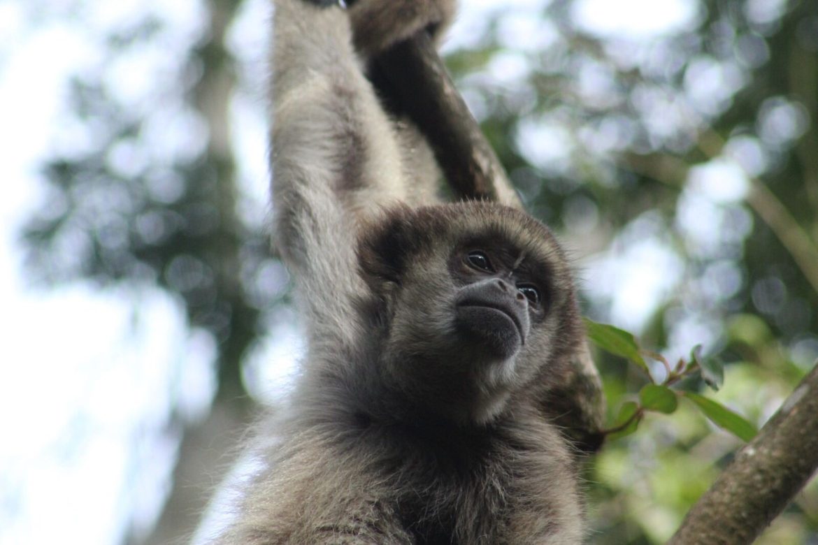 maior-macaco-das-americas,-muriqui-foge-de-instituto-de-preservacao-em-mg maior-macaco-das-americas,-muriqui-foge-de-instituto-de-preservacao-em-mg