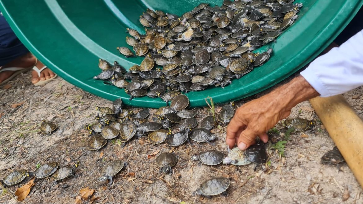 mais-de-600-quelonios-sao-devolvidos-a-natureza-na-1a-soltura-de-projeto-no-interior-do-am