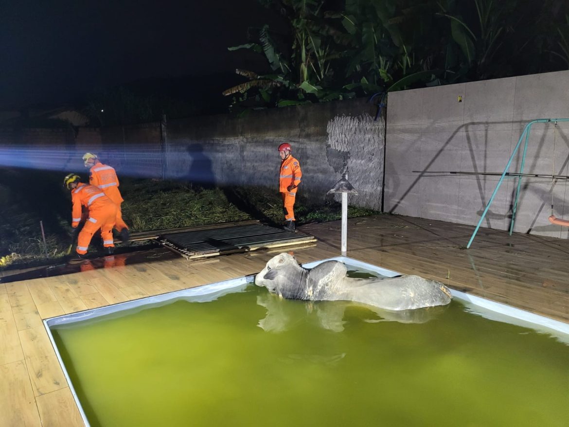 boi-cai-dentro-de-piscina-e-‘da-trabalho’-para-ser-resgatado-em-juiz-de-fora;-fotos