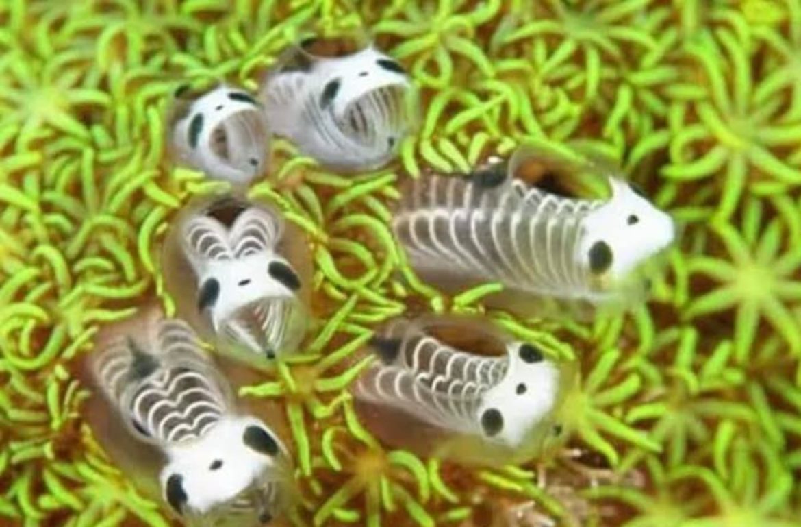 misterio-surpreendente:-nova-especie-e-descoberta-no-fundo-do-mar