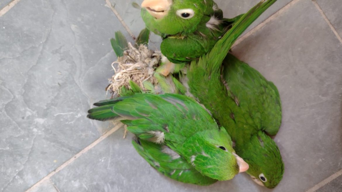 maritacas-presas-em-linhas-e-barbantes-sao-salvas-em-telhado-de-casa-em-barbacena