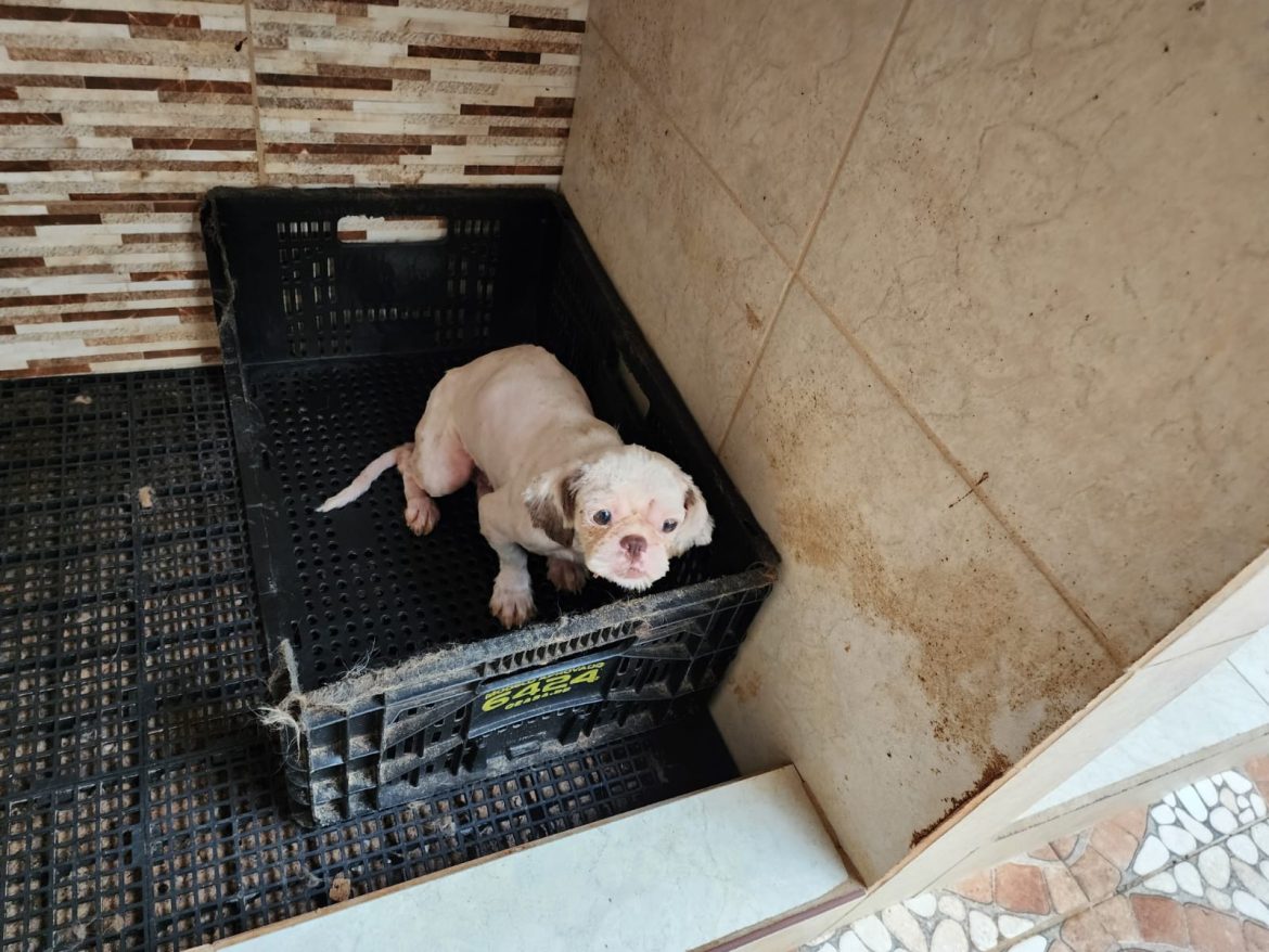 presos-em-gaiolas-e-maltratados:-canil-clandestino-e-fechado-com-quase-70-caes-em-juiz-de-fora