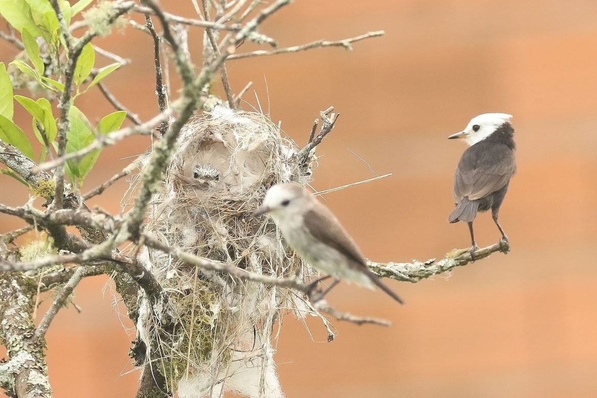 biologo-acompanha-ninho-de-freirinha-no-litoral-de-sp