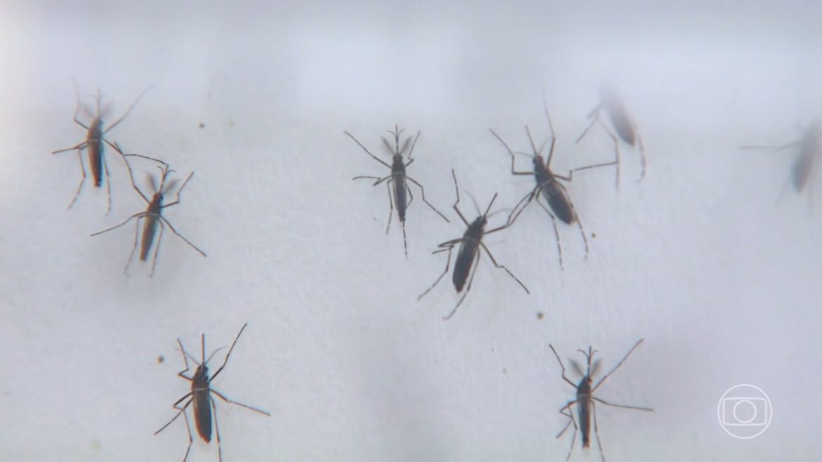 cacapava-registra-segunda-morte-por-dengue;-vale-e-regiao-chegam-a-50-no-ano