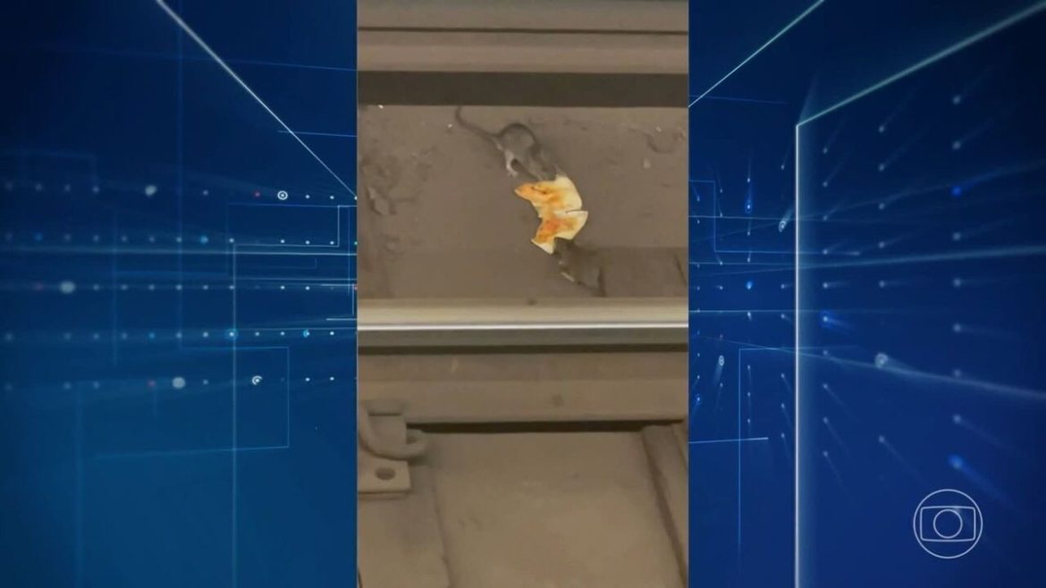 autoridades-de-nova-york-avaliam-usar-uma-pilula-anticoncepcional-para-combater-os-ratos